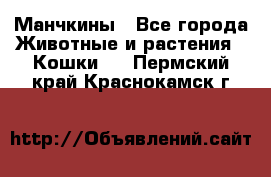 Манчкины - Все города Животные и растения » Кошки   . Пермский край,Краснокамск г.